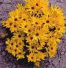 Helianthus Low Down
