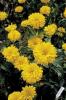 Heliopsis Helianthoides Bressingham