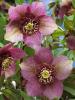 Helleborus Orientalis Tutu