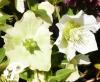 Helleborus niger