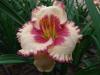 Hemerocallis Ageless Beauty