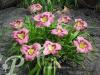Hemerocallis Always Afternoon