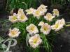 Hemerocallis Barbara Mitchell