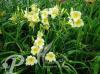 Hemerocallis Bitsy