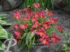 Hemerocallis Bourbon King
