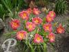 Hemerocallis Cherry Cheeks