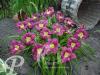 Hemerocallis Chicago Royal