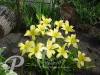 Hemerocallis Citrina