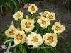 Hemerocallis Custard Candy