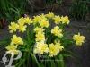 Hemerocallis Double Cutie