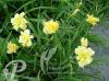 Hemerocallis Double River Wye
