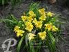 Hemerocallis Eenie Weenie