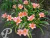 Hemerocallis Elaine Strutt