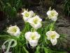 Hemerocallis Gentle Shepherd
