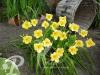 Hemerocallis Happy Returns