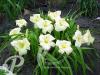 Hemerocallis Joan Senior