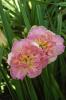 Hemerocallis Laicy Doily
