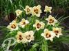 Hemerocallis Little Tinkerbell