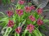 Hemerocallis Longfields Anwar