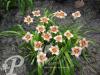 Hemerocallis Longfields Glory