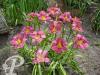 Hemerocallis Longfields Pride