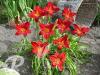 Hemerocallis Lusty Leyland