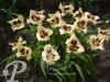 Hemerocallis Moonlight Masquera