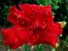 Hemerocallis Moses Fire