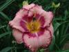 Hemerocallis New Quest