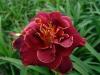 Hemerocallis Nignt Ember