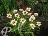 Hemerocallis Pandora s Box