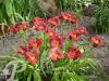 Hemerocallis Pardon Me