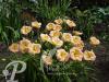 Hemerocallis Pink Puff