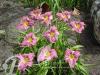 Hemerocallis Prairie Blue Eyes