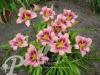 Hemerocallis Purple Bicolor
