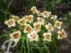Hemerocallis Rasberry Candy