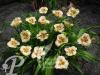 Hemerocallis Siloam Baby Talk