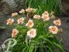 Hemerocallis Siloam French Doll