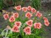 Hemerocallis Siloam Ribbon Candy