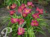 Hemerocallis Siloam Royal Prince
