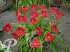 Hemerocallis Siloam Showgirl