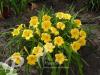 Hemerocallis Stella de Oro