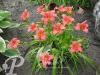 Hemerocallis hybride Pink Damask