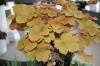 Heuchera Caramel