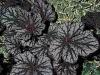 Heuchera Cascade Dawn