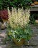 Heuchera Chantilly