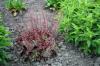 Heuchera Chocolate Ruffles