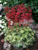 Heuchera Hercules