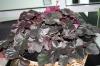 Heuchera Obsedian