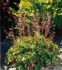 Heuchera Petite Pink Bouquet